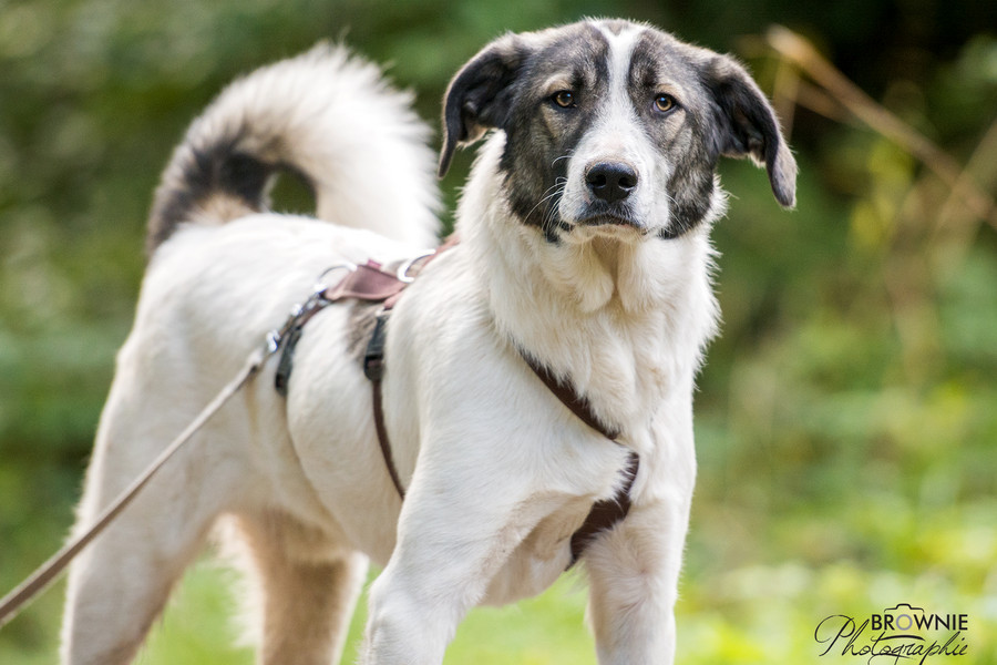 Hunde Tierschutzverein Backnang