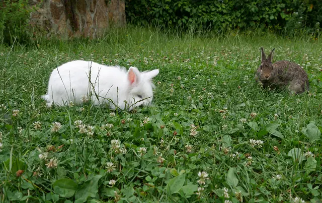 Obelix und Odetta