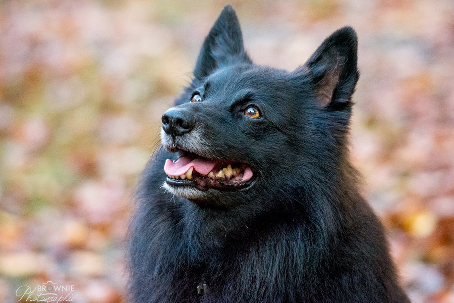 Hunde Tierschutzverein Backnang