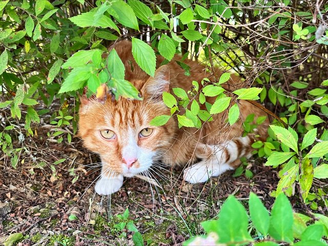 Ginger...gut_versteckt