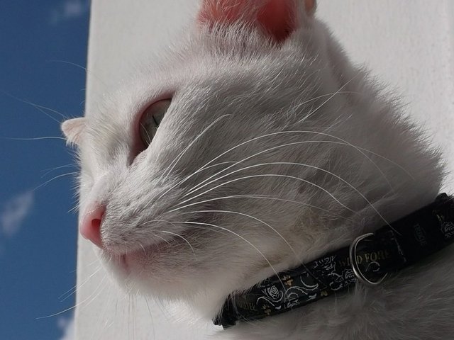 Katze mit Halsband