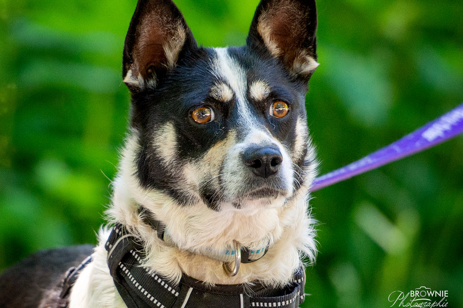 Hunde Tierschutzverein Backnang