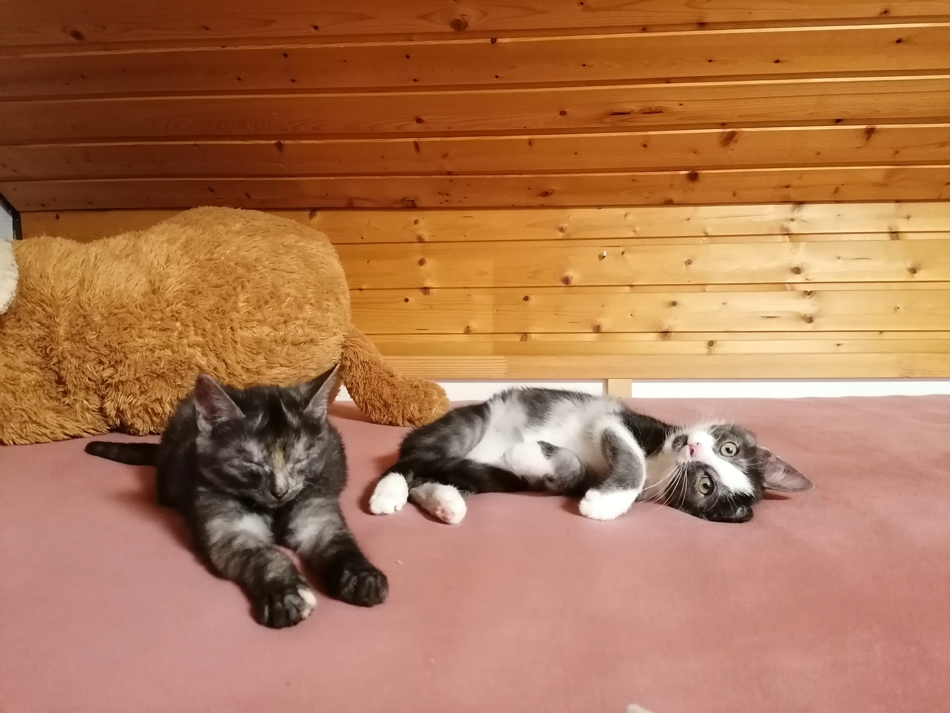 Mascha (Navora) und Mimi (Nellinda)