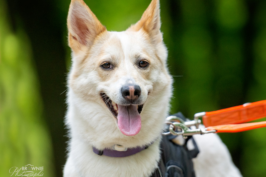 Hunde Tierschutzverein Backnang