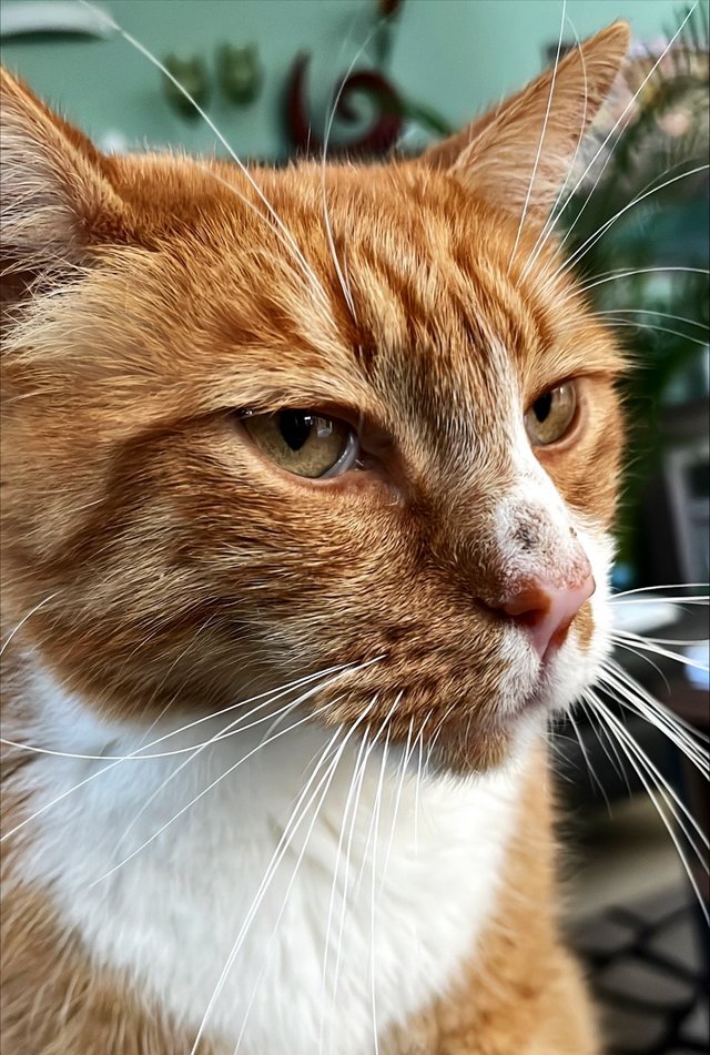 Ginger_Portrait