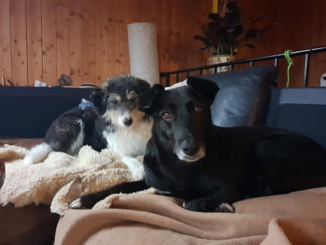 Panda und Daria