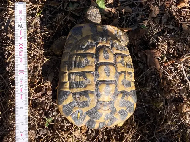 Fundschildkröte