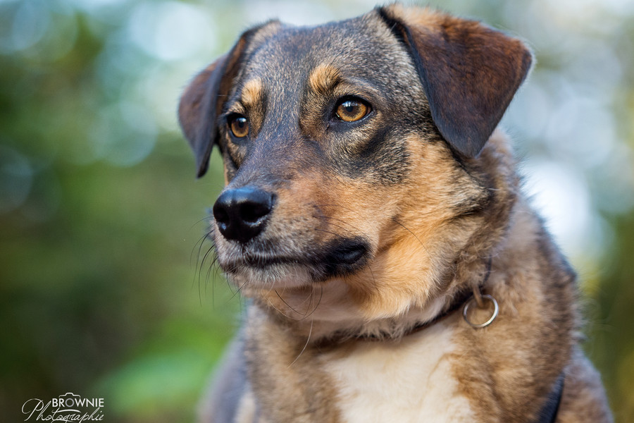 Hunde Tierschutzverein Backnang