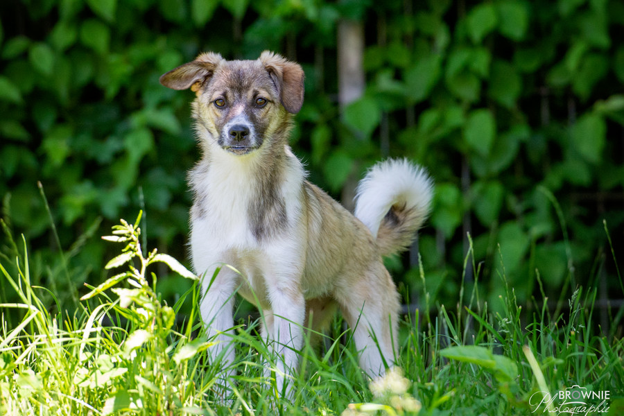 Hunde Tierschutzverein Backnang